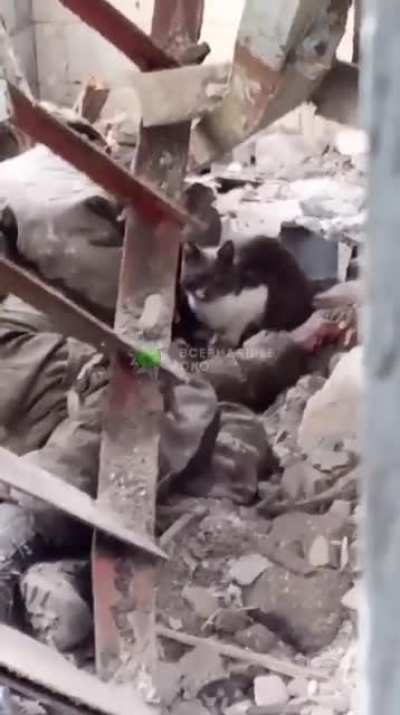 A Ukrainian soldier unexpectedly encountered a cat that was desperate and extremely charming consuming a dead and rotting Russian soldier just below the the rubble.