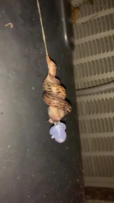 Slugs mating. According to a google search, these slugs have both male and female organs. Meaning that they both end up fertilized after this.
