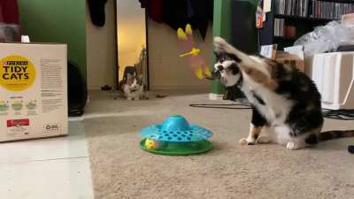 New toy investigation goes sideways