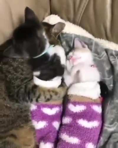 Котики