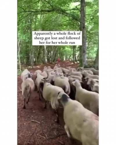Flock of lost sheep trots behind confused runner as she accidentally becomes their leader.