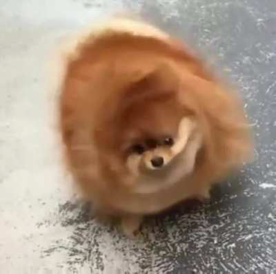Wiggly pomeranian