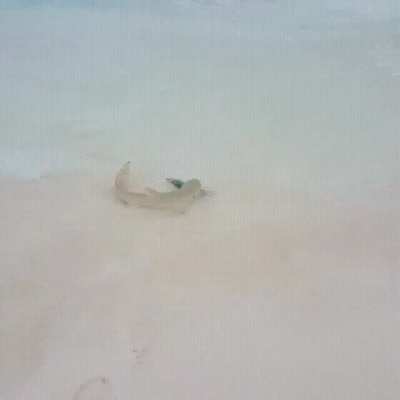 If a lemon shark can go on a beach, grab a fish and return to the sea, then what's next?