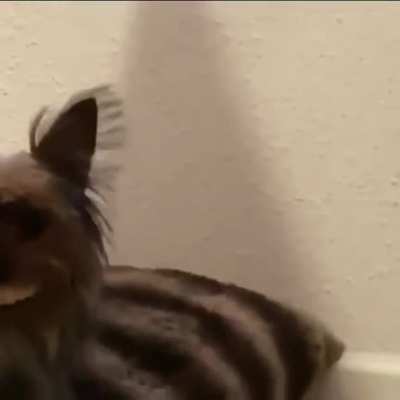 My father sent me this video and it made me happy. Hope it makes you too