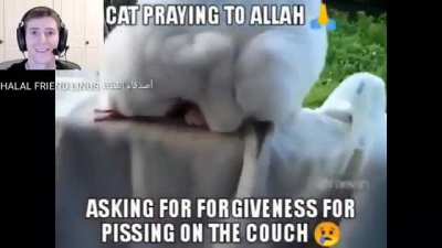 Allah must be proud of Cat