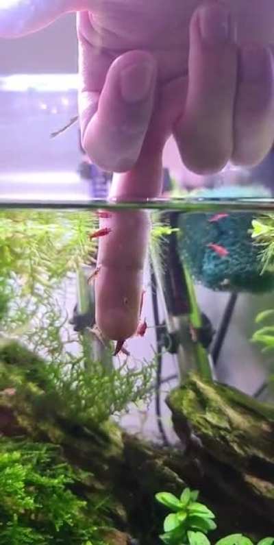 Live feeding for my shrimp!