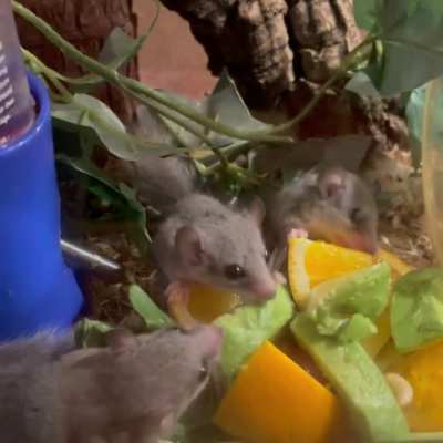 Cute Dormouse Brothers Monching