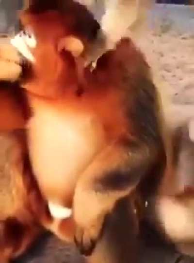 monke and nujabes