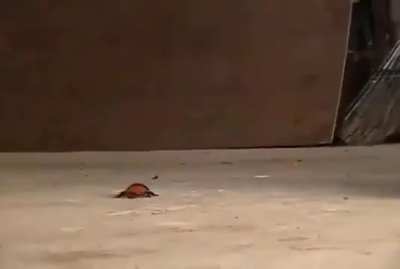 BUG CRUSH