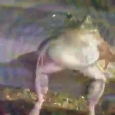 Frog time