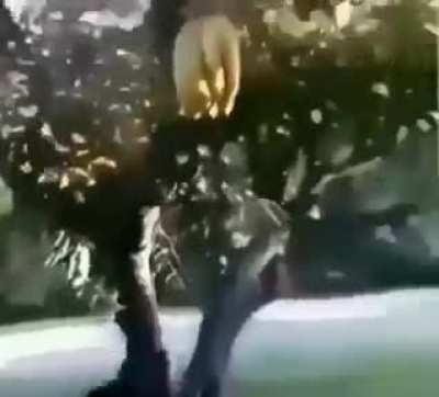 NOOOOOO