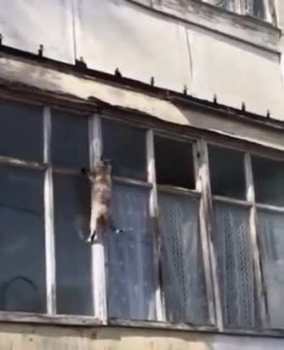 Get this cat on mission impossible team....