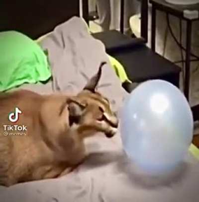 Russian Balloon