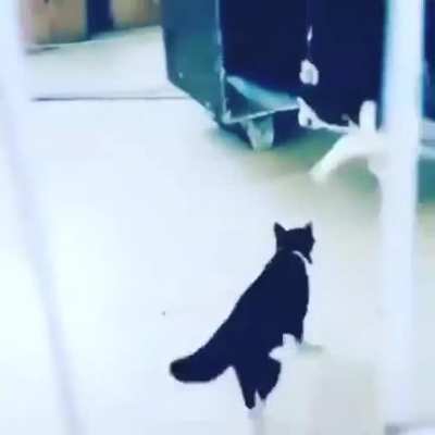 Woops