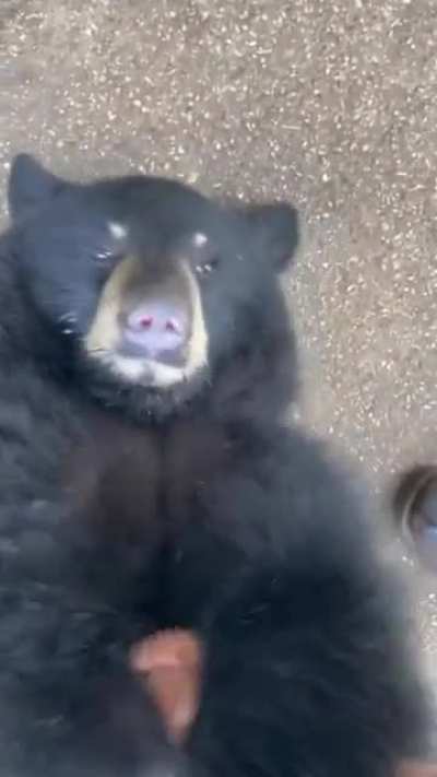 If bears are so dangerous, why are they friend-shaped?