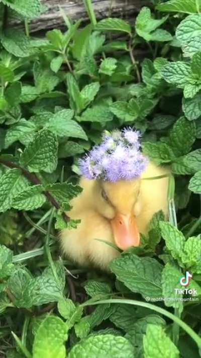 Flower duck