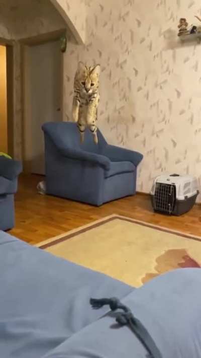 Погладь Кота!