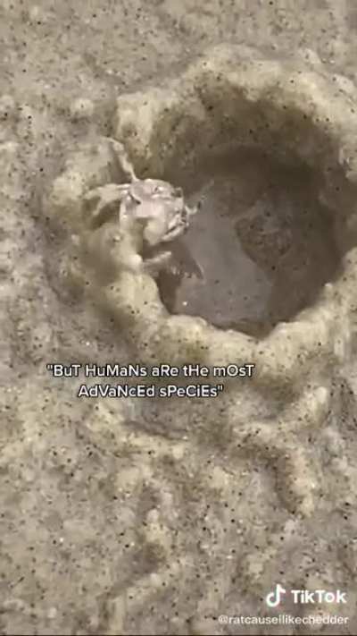 the way this crab hides its hole