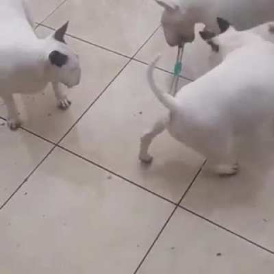 WCGW letting dogs use a suction cup toy