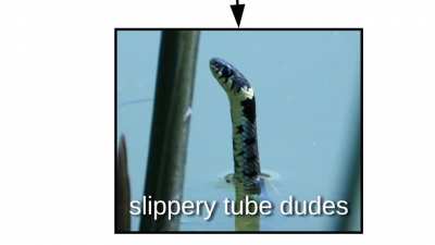 Internet names for snakes explained (Sneks, Danger Noodles, &amp;amp; Nope Ropes)