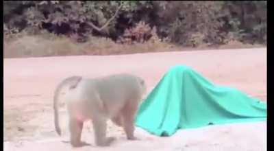 surprise!
