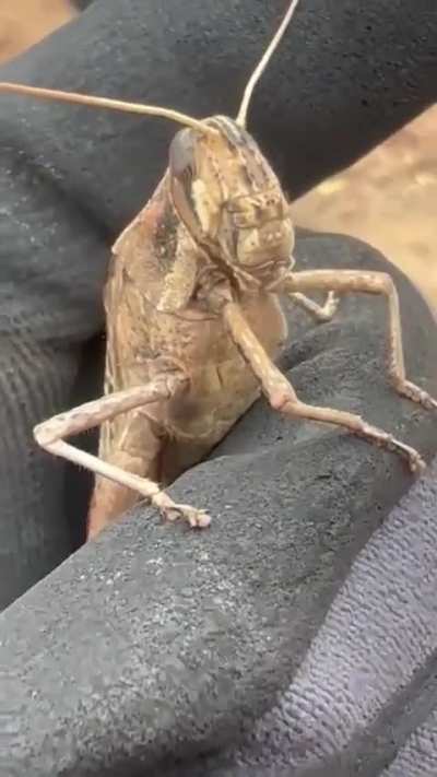 Chapulines