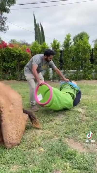 No way camel buttholes are that easy to go in- btw sorry if repost