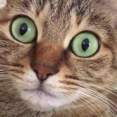Cats’ Eyes Dilate When They Hiccup