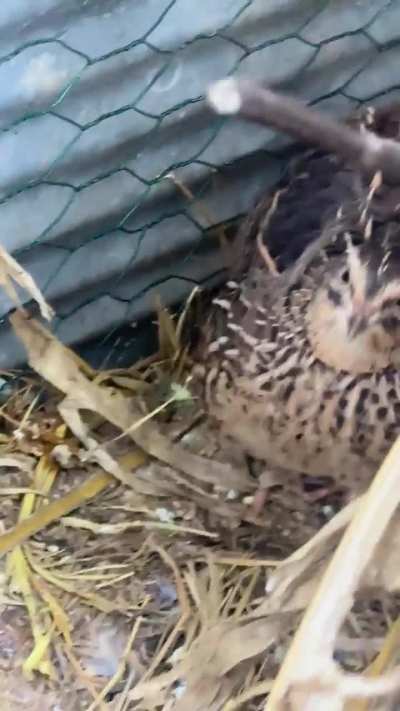 Mother Hen making Defensive Noises&hellip;
