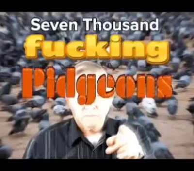 The birds are watching me