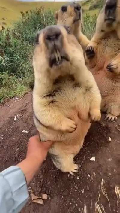 chonky!