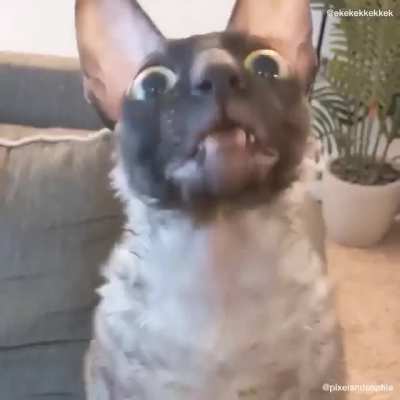 "ekekekkkekke" &mdash; Cats