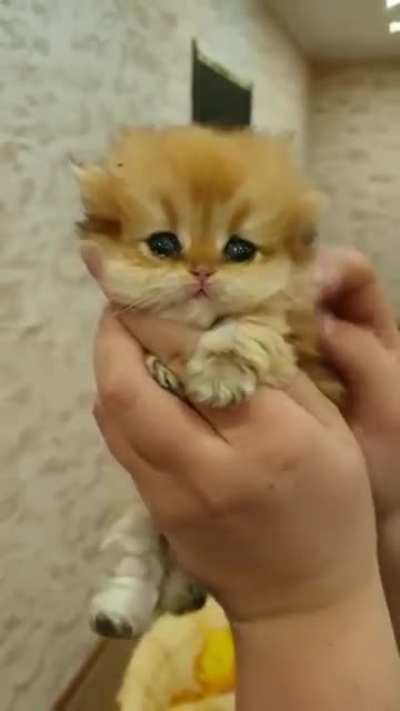"Indeed! A wise choice!" -Heimerkitten