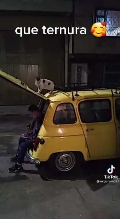 Каджит ни в чём не виноват