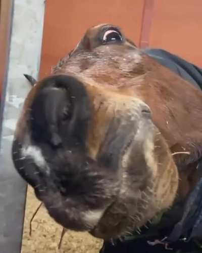 A normal day with my horse