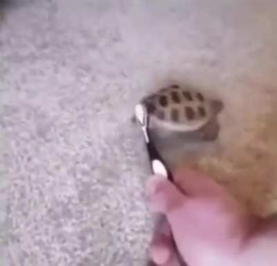 Turtle song