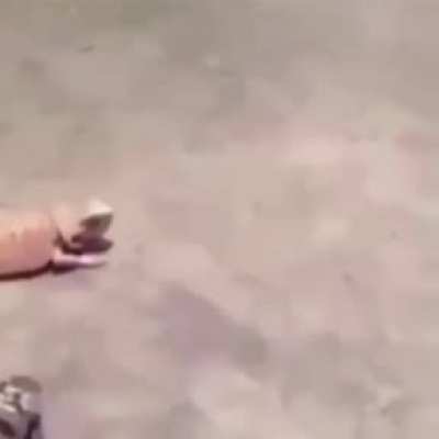 Lizard sunbathing