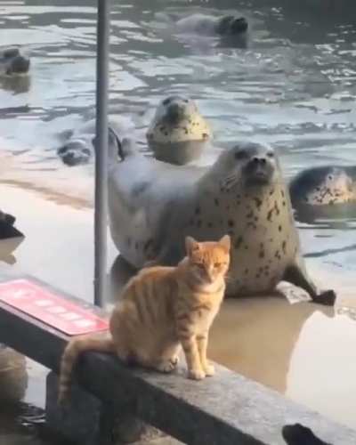 Hey, kitty, look at me!