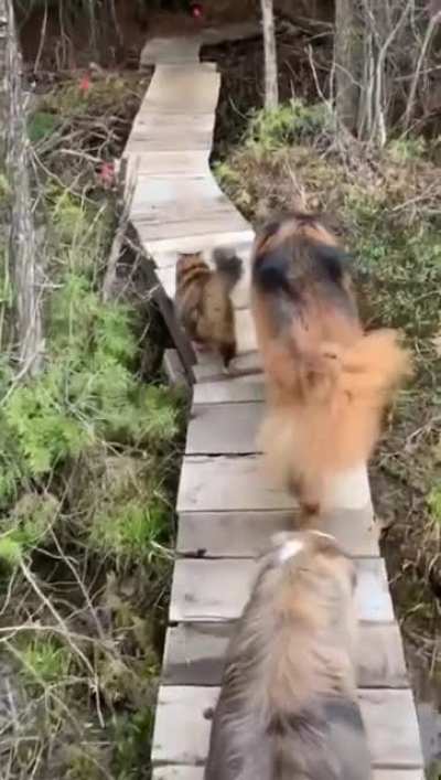 Cat taking her dogs for a walk