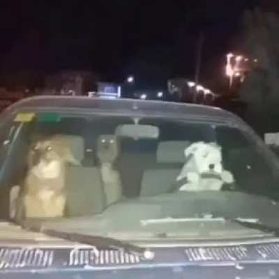 DOGS IN DA HOUSE