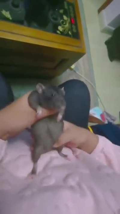 Ratatouille dancing