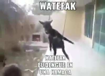 wtf la dng