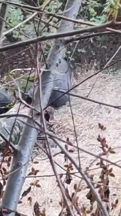 According to some ppl Azerbaijan is refusing to burry their own soldiers, does anyone know more info about this? There is a lot of videos of rotting azeri corpses and the only videos of clearing corpses were from Armenians as far as ik :/
