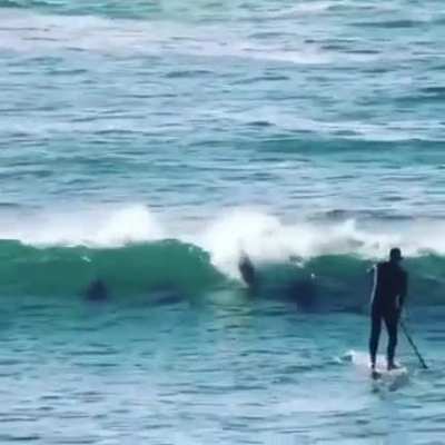 The surfer was in dolphin's way