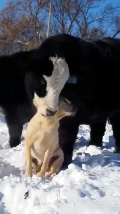 "Good doggo... You are my fren"