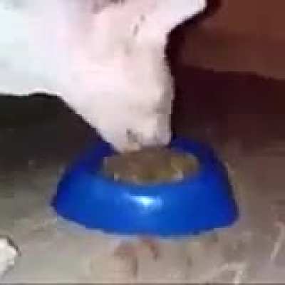 Munchkus