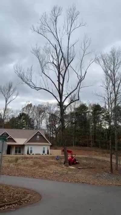Minecraft tree.