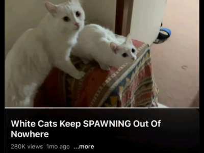 battle cats :3