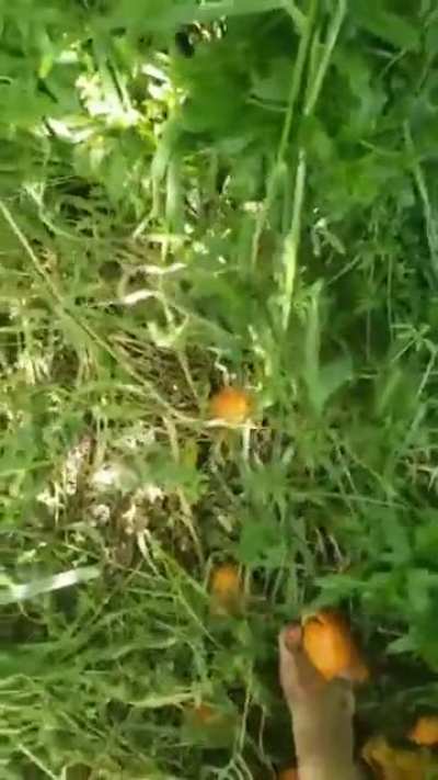 Hope you didn&rsquo;t need those oranges 😈