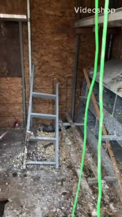 Couldn&rsquo;t find my chickens until...